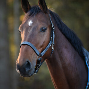 Capezza+longhina Turnout Collection Cloudburst