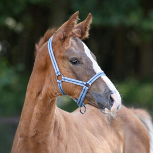 Capezza puledro Collection Country Blue