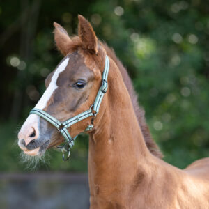 Capezza puledro Collection Meadow