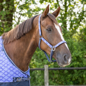 Set capezza+longhina Purple Sunset