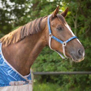 Set capezza+longhina Seashell Pony