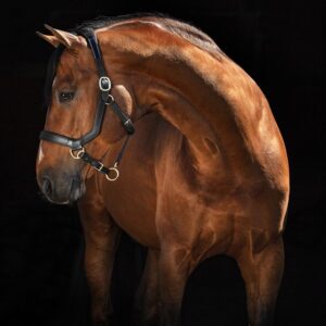 Capezza Horseware Micklem®