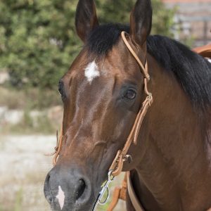 Testiera Western Franck Perret - a un orecchio Chestnut